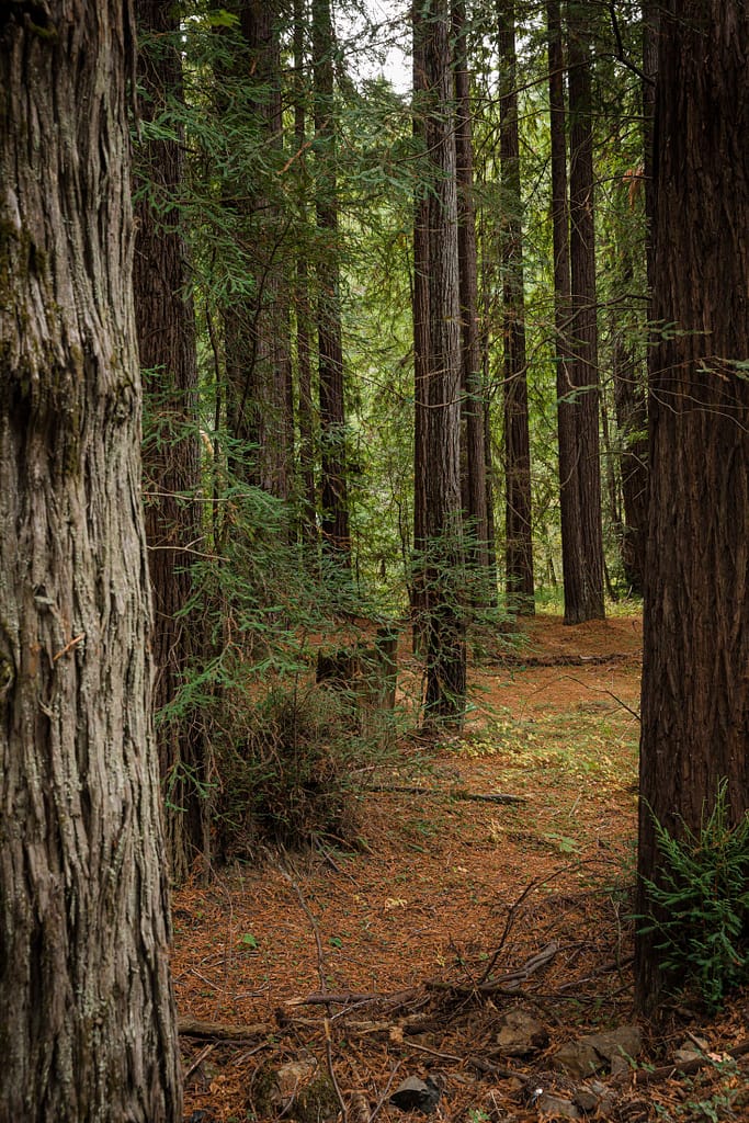 a grove of redwoods
