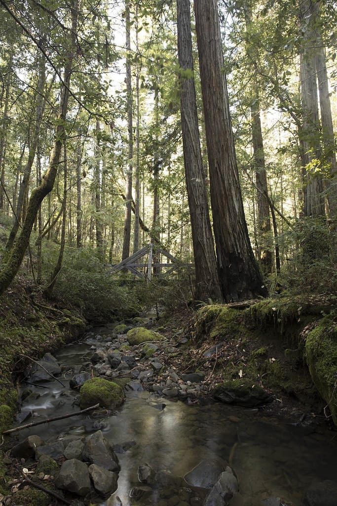 a stream in the redwood forest