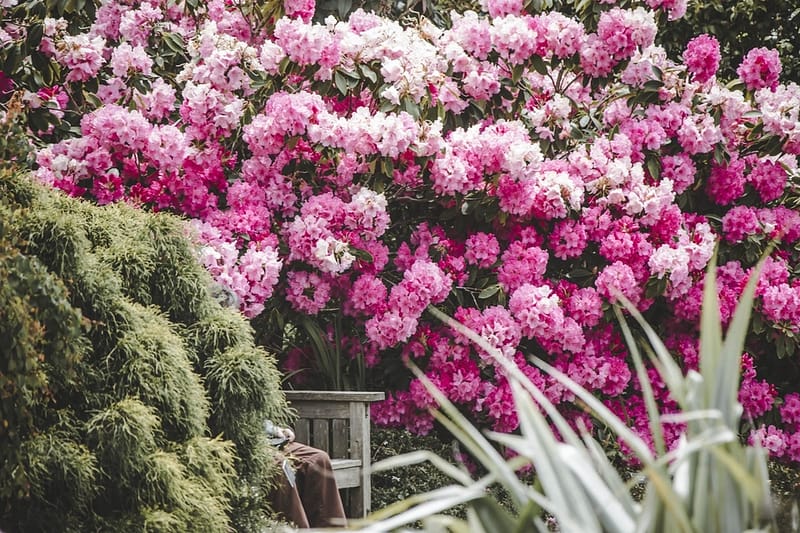 bright pink rhododendron flowers above a bench