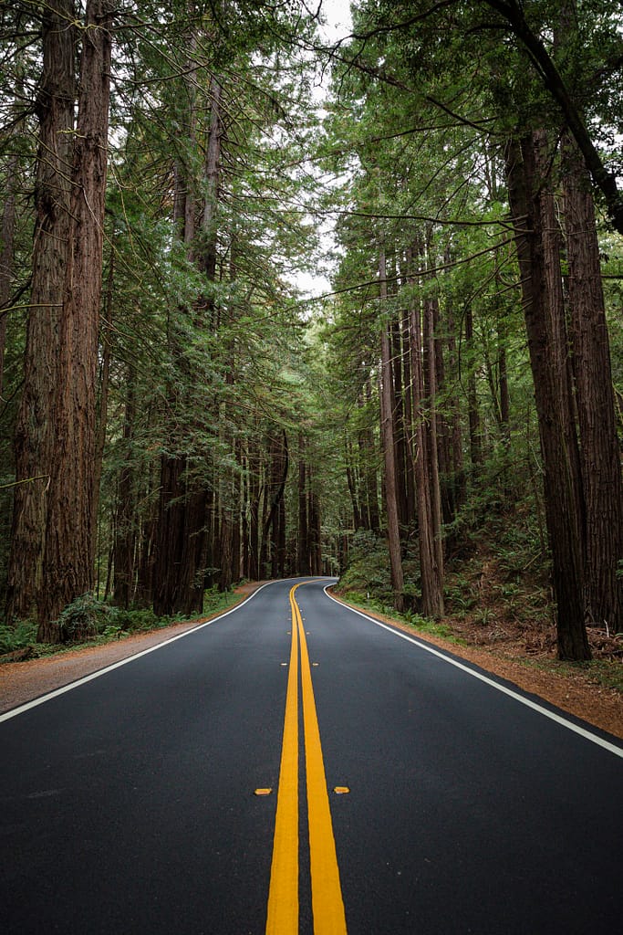 looking down Highway 128 through the redwoods