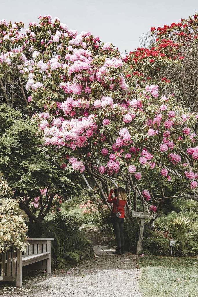 a vibrate pink rhododendron in bloom