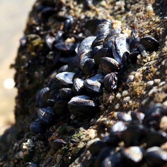 mussels on a rock