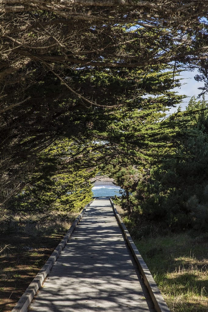 wooden walkway towards the ocean surrounded by a tunnel of trees