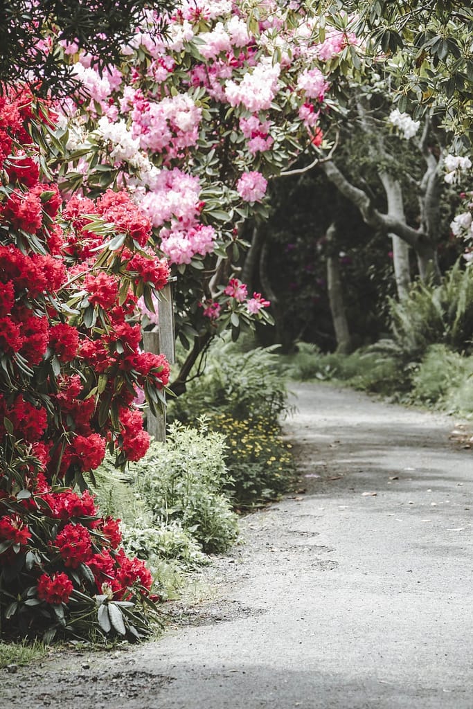 flowering rhododendrons by a path