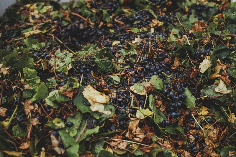 close-up of harvested grapes and leaves