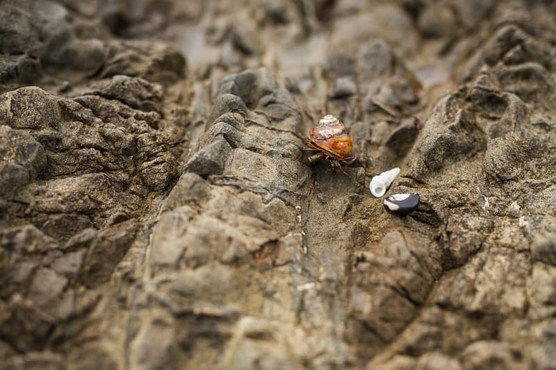 close-up of a hermit crab on the rocks