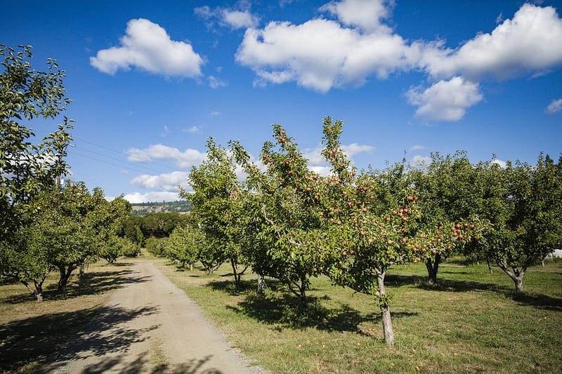 apple trees under a blue sky