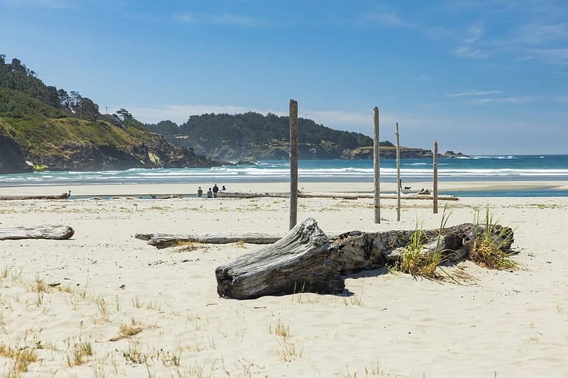 beach with driftwood, wooden posts, and cliffs