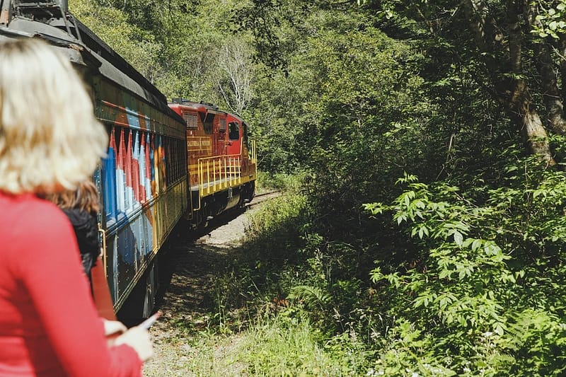 a passenger looking out from a train in the woods