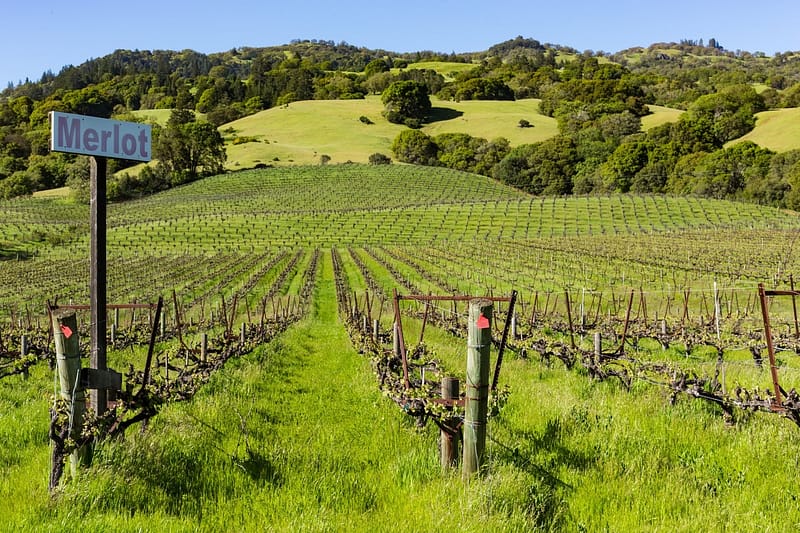 merlot grape vines in front of rolling hills