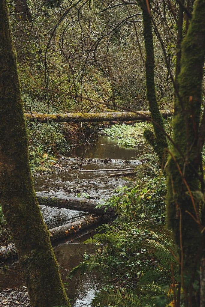 a view of a stream through the trees