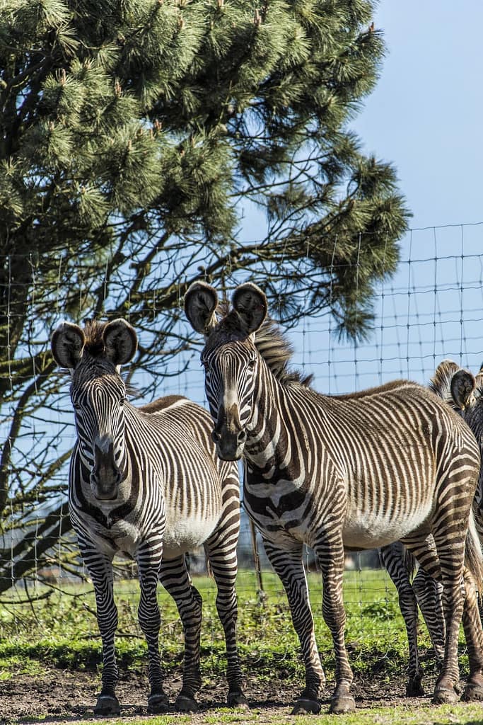 two zebras looking at the camera