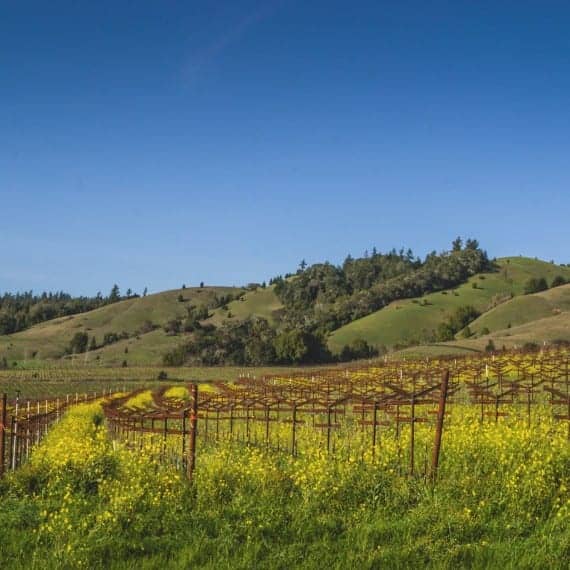 vineyards with wild flowers in front of hills and blue sky