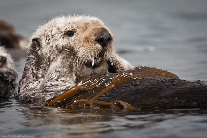 close-up of a sea otter
