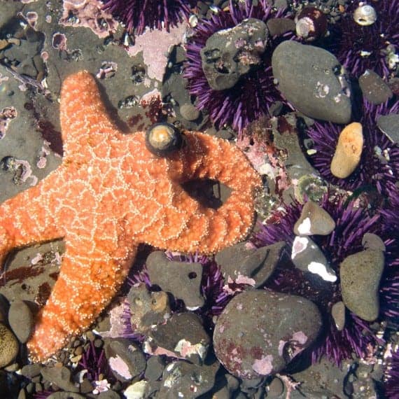 orange starfish with purple sea urchins