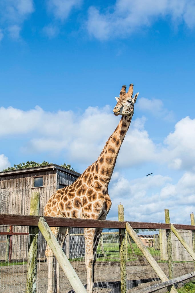 a giraffe turning its head against the blue sky