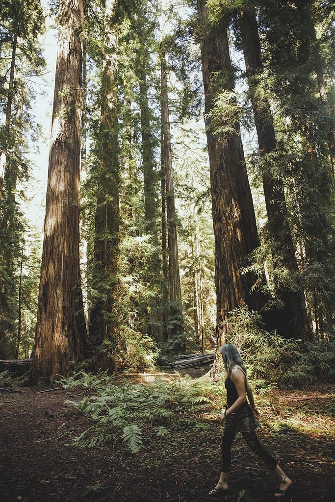 a woman walking among the giant redwoods