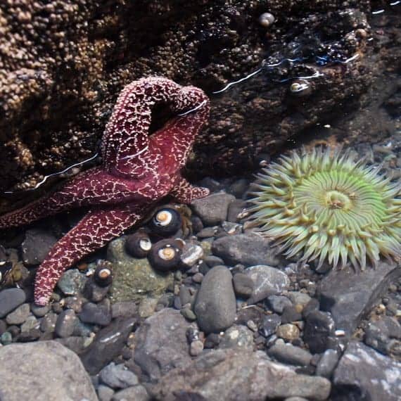 purple starfish and green sea anemone