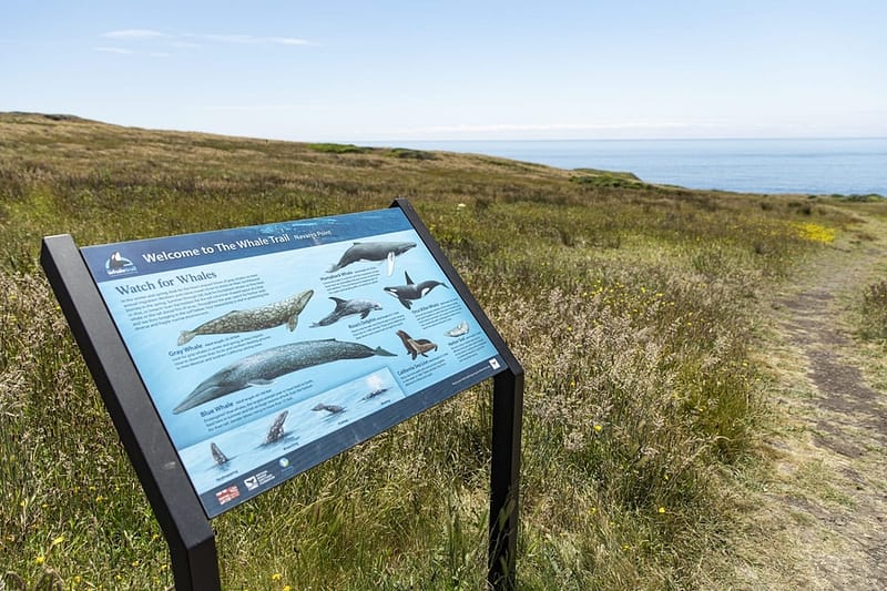 a sign about whales on the bluffs