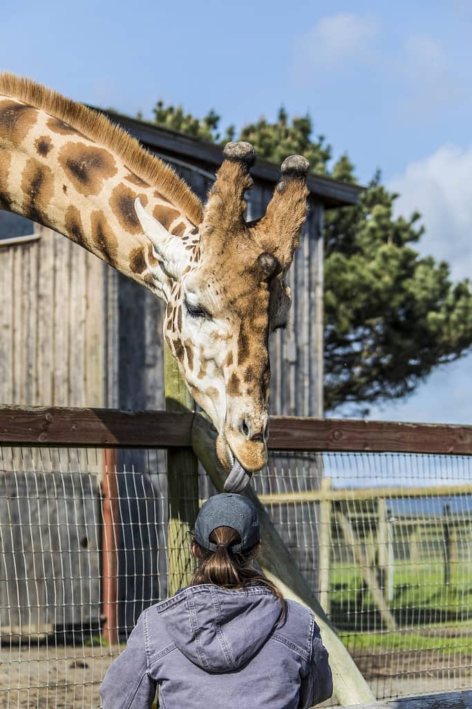 a giraffe licking the top of a person's head