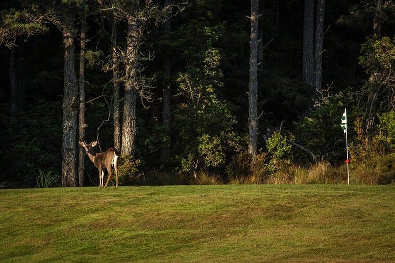 a deer on the edge of the golf course