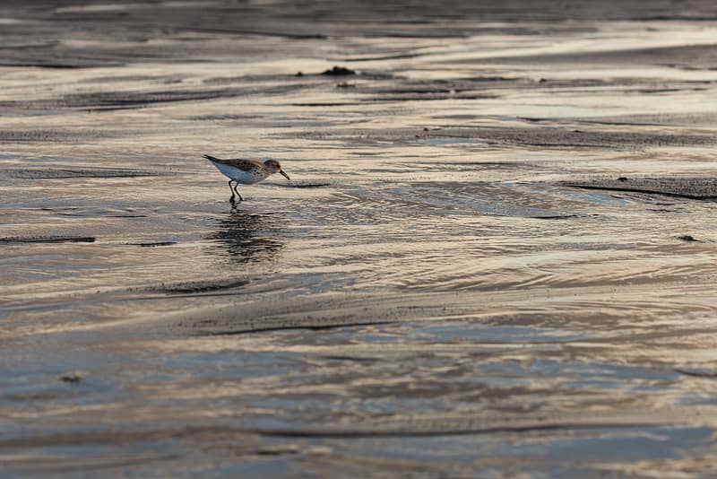 a small bird on the wet sand