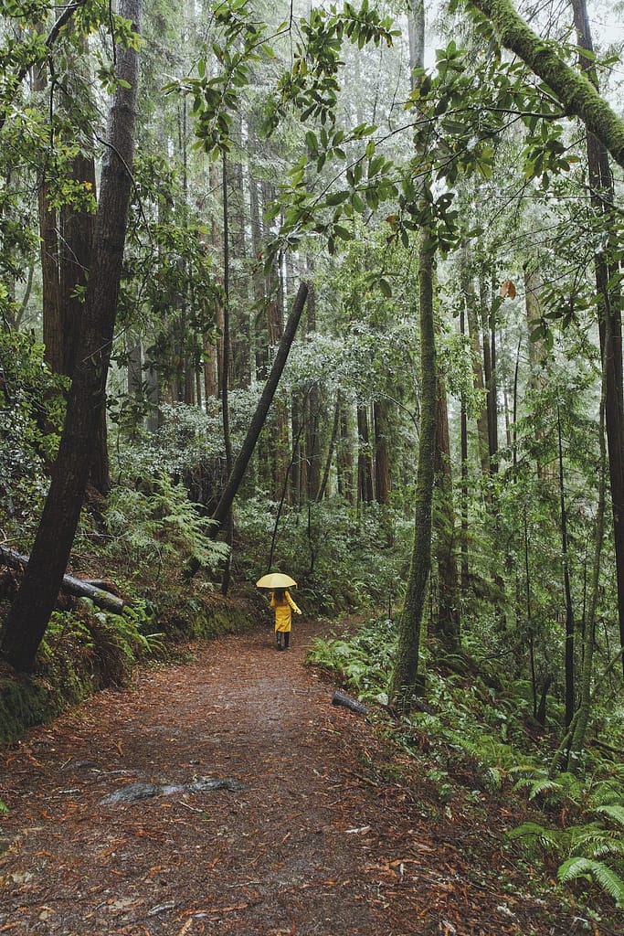 woman with a yellow raincoat walking on a forest path