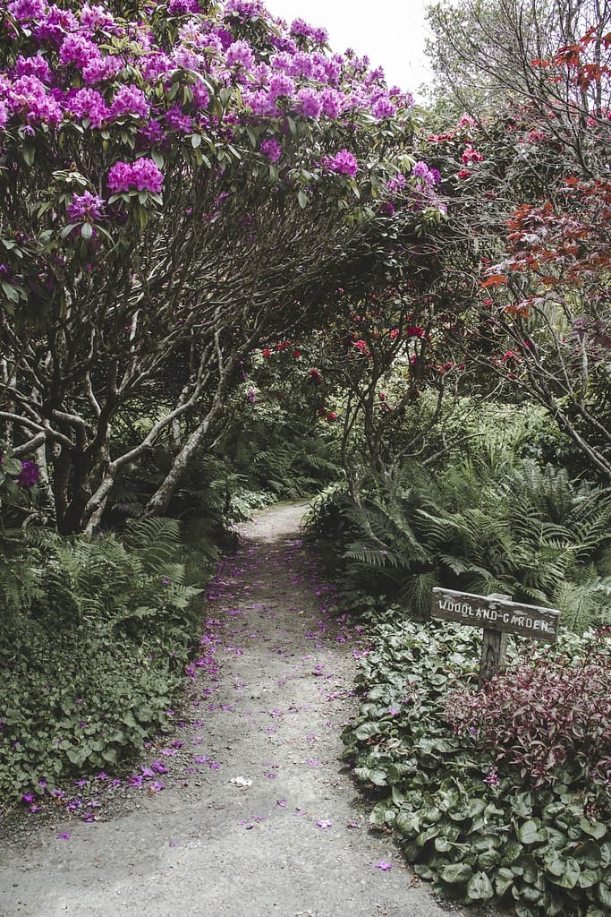 a path underneath flowering rhododendrons
