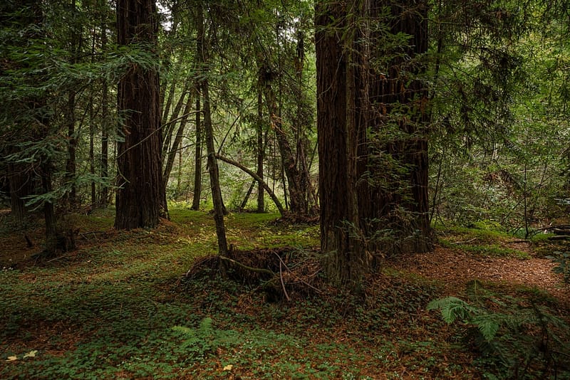 redwoods, ferns, and sorrel