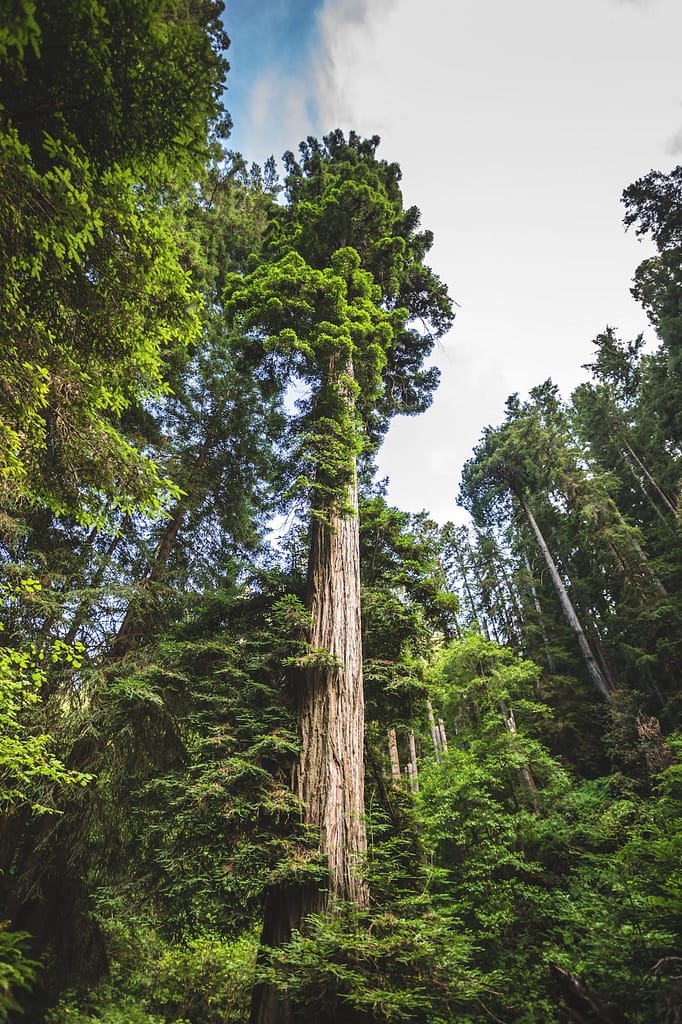 large redwood tree