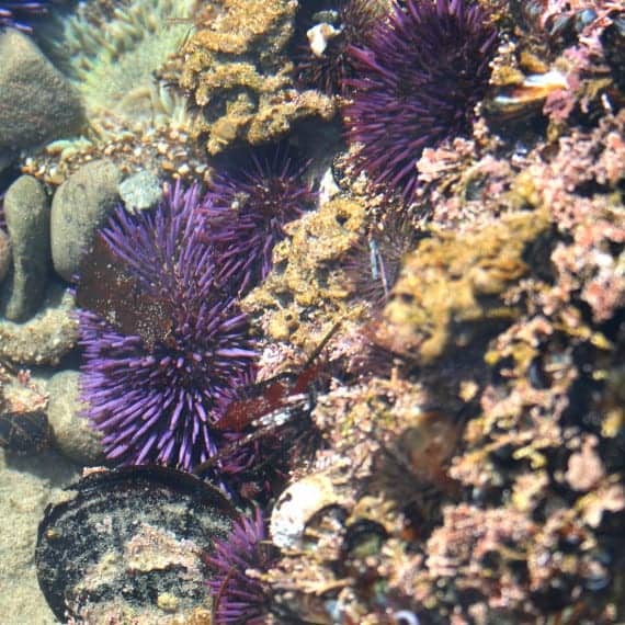 purple sea urchins underwater
