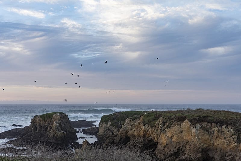 birds flying over the ocean cliffs at dusk
