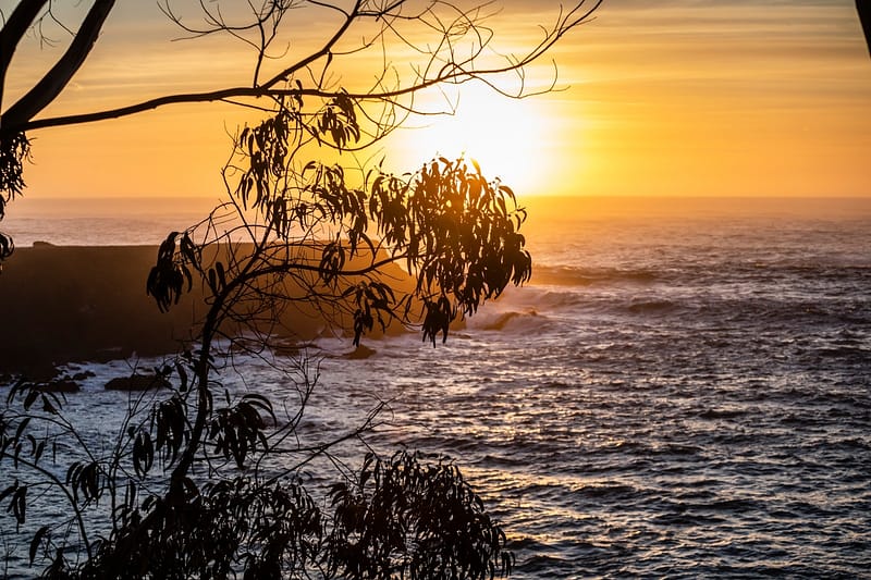 sunset over the ocean through trees