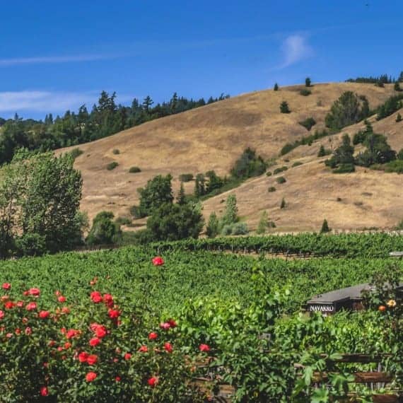 vineyards with roses in front of hills