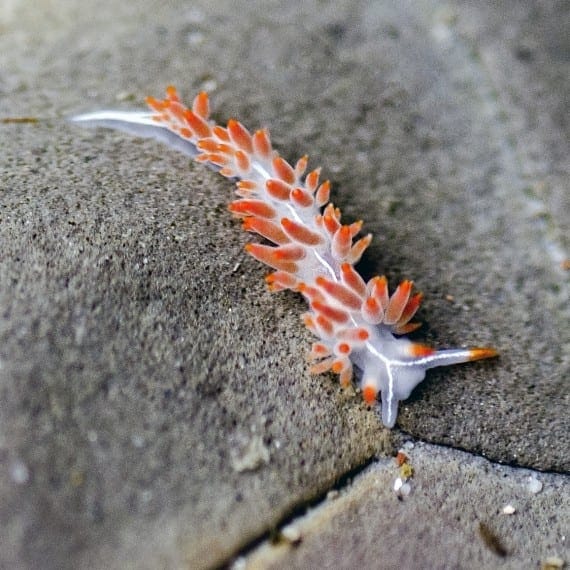 an orange and white nudibranch