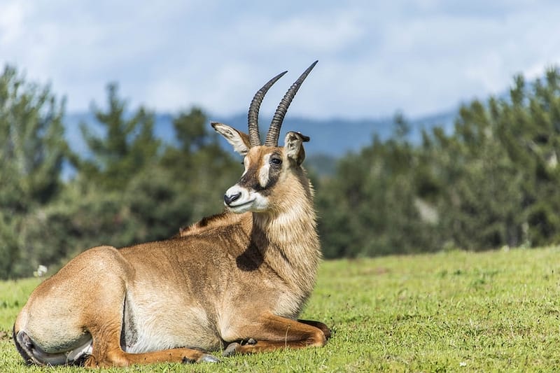 an antelope lying in a field