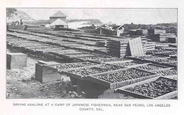 historic photo of abalone drying in racks