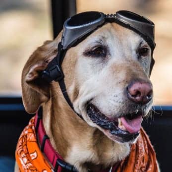 head of a dog with aviator googles on